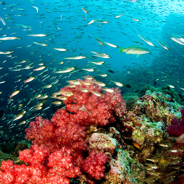 LIVEABOARD - 4 days/ 3 nights - M/V BAVARIA - Similan Islands (max 10 dives)