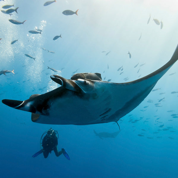 LIVEABOARD - 4 days/ 3 nights - M/V BAVARIA  - Koh Bon, Tachai, Koh Surin, Richelieu Rock (max 13 dives)